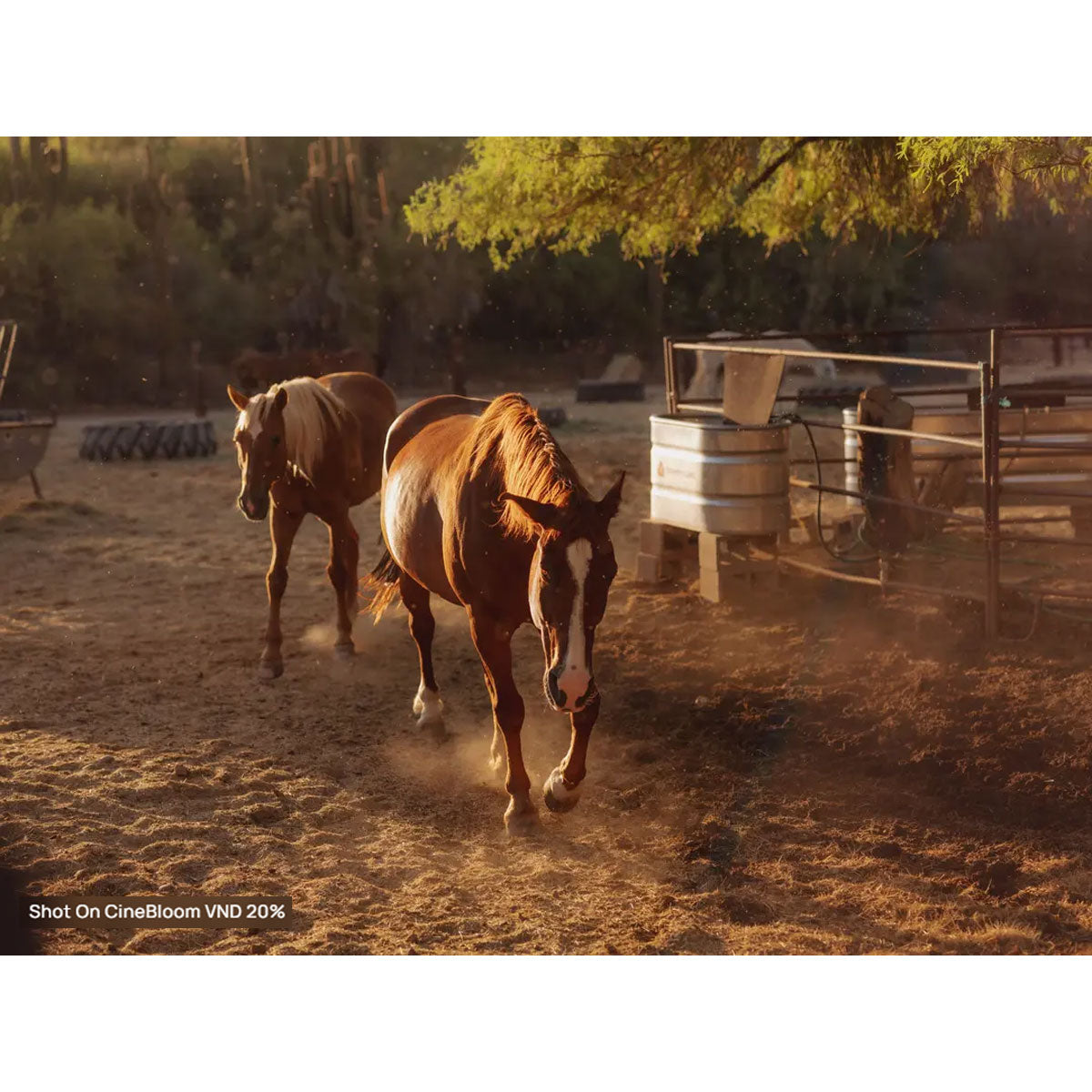 Moment : CineBloom Variable ND Filters 67MM